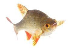 Scardinius erythrophthalmus
